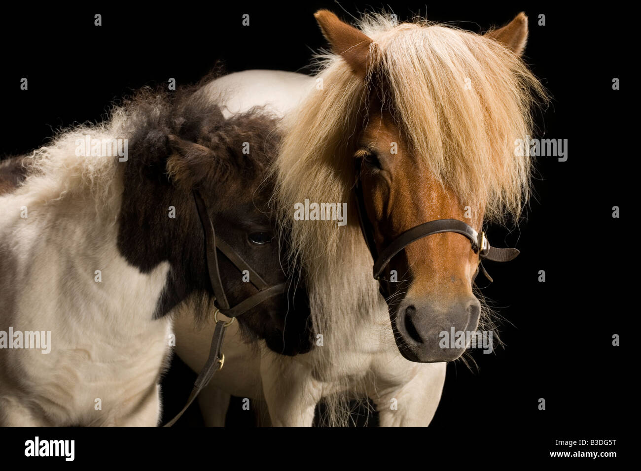 A Skewbald coloured Shetland Pony Mare with her Piebald Foal Stock Photo