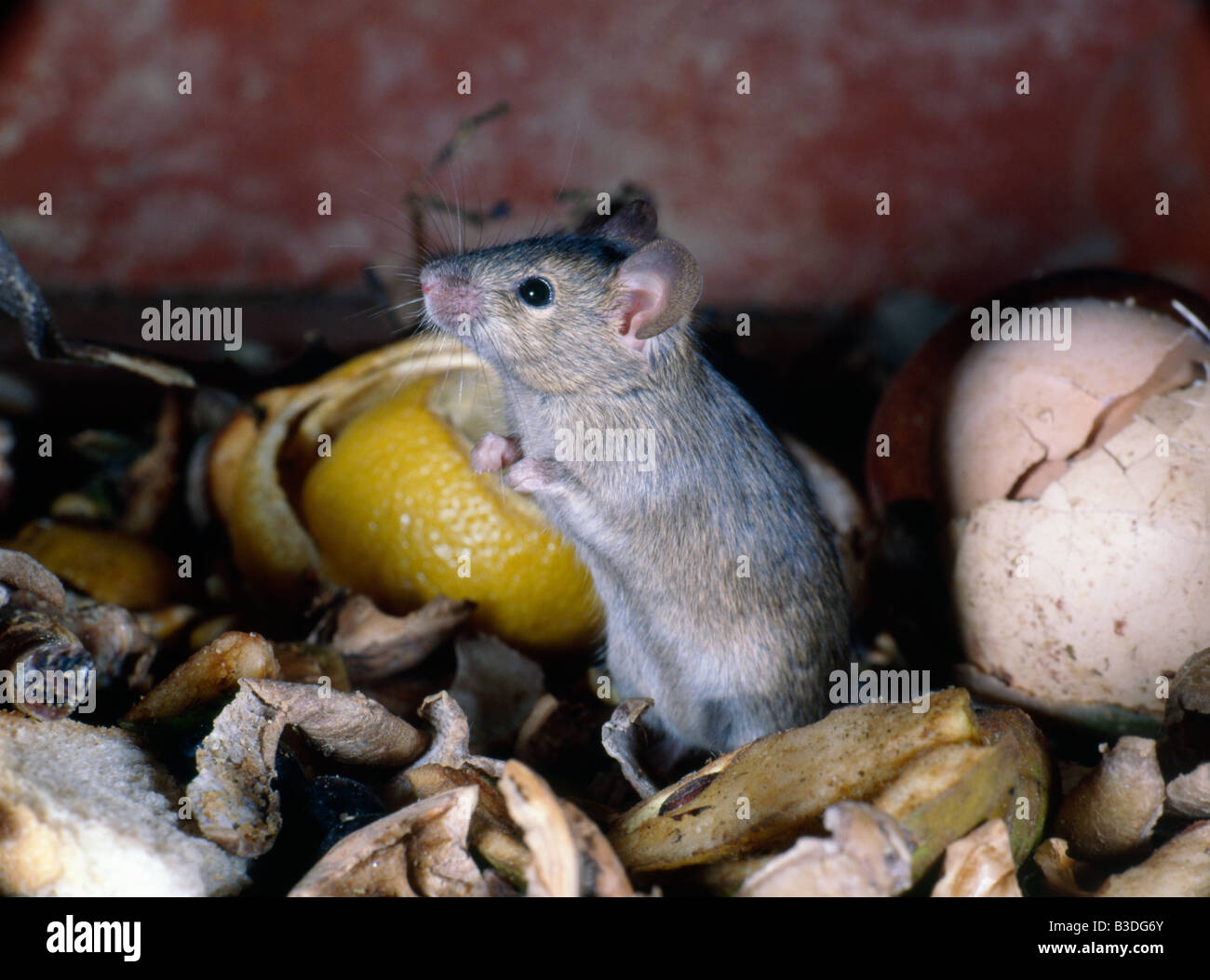 souris domestique house mouse Mus musculus in Waste bins dans les