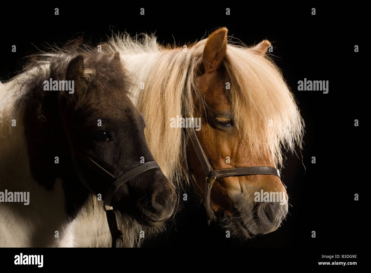 A Skewbald coloured Shetland Pony Mare with her Piebald Foal Stock Photo