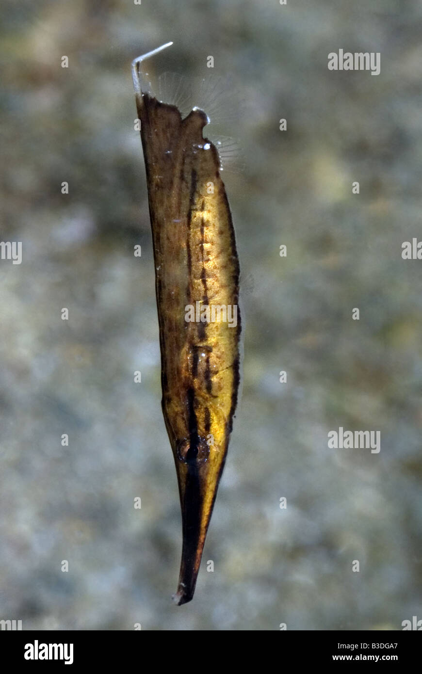 Razorfish on sandy bottom under water Stock Photo