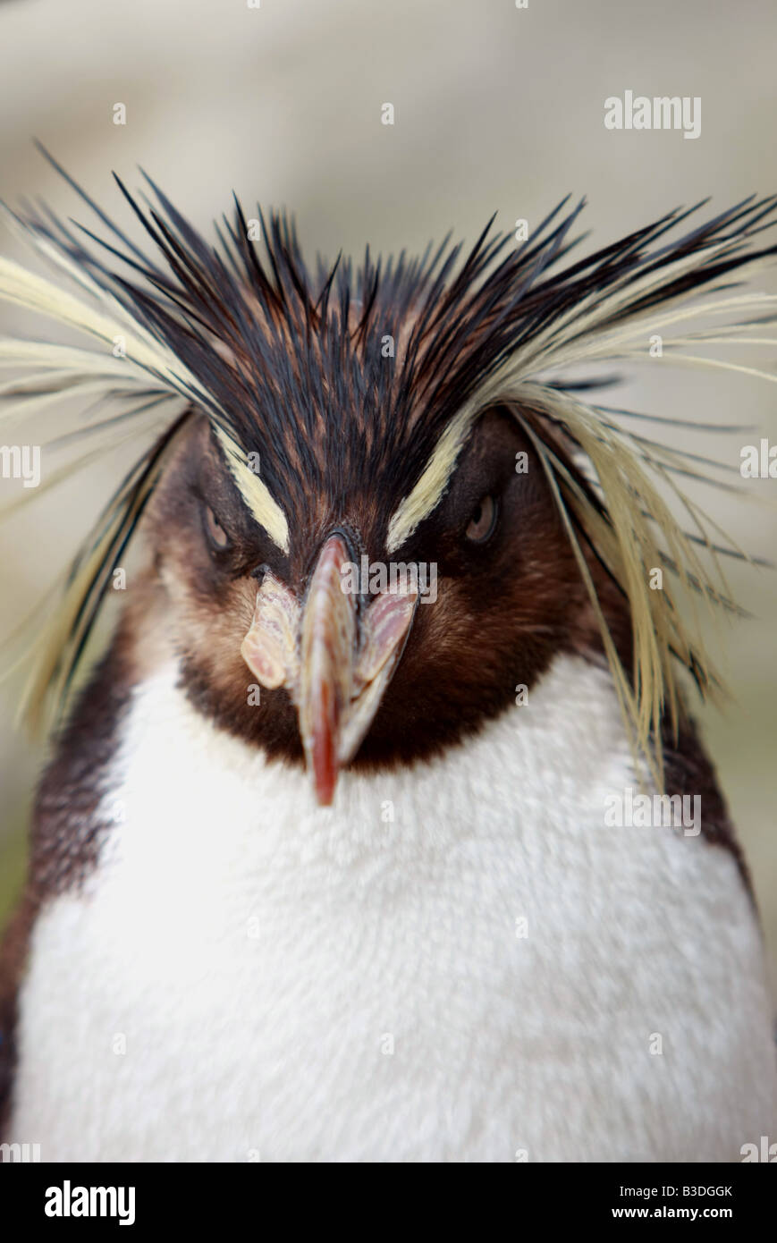 A rockhopper penguin Stock Photo