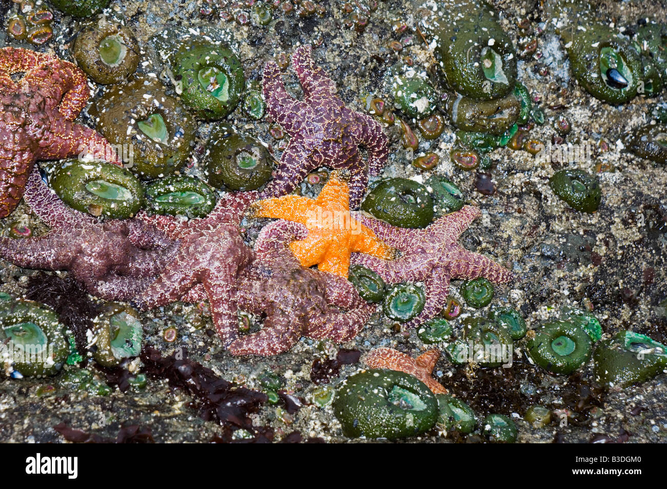 Ochre sea stars and Giant green anemones on rock at low tide Stock Photo