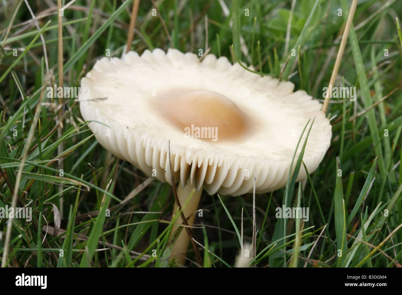 Fairy ring champignon, marasmius oreades. Stock Photo