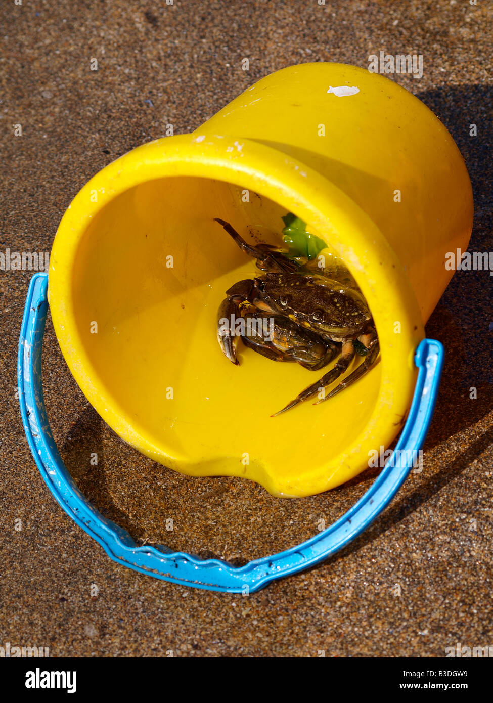 Two Shore crabs, Carcinus maenas, in a yellow bucket on a sandy beach. Stock Photo