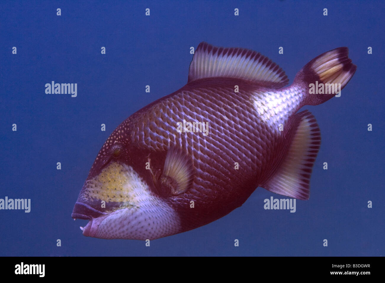 Giant triggerfish swimming against a blue background under water Stock Photo