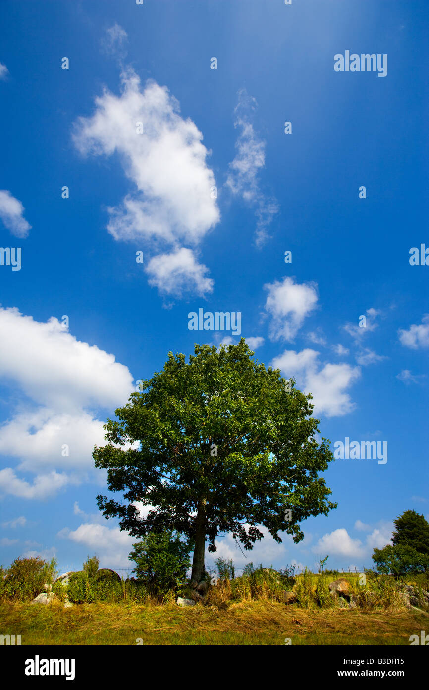 A single tree during a perfect summer day on an old farm in Litchfield Connecticut USA Stock Photo