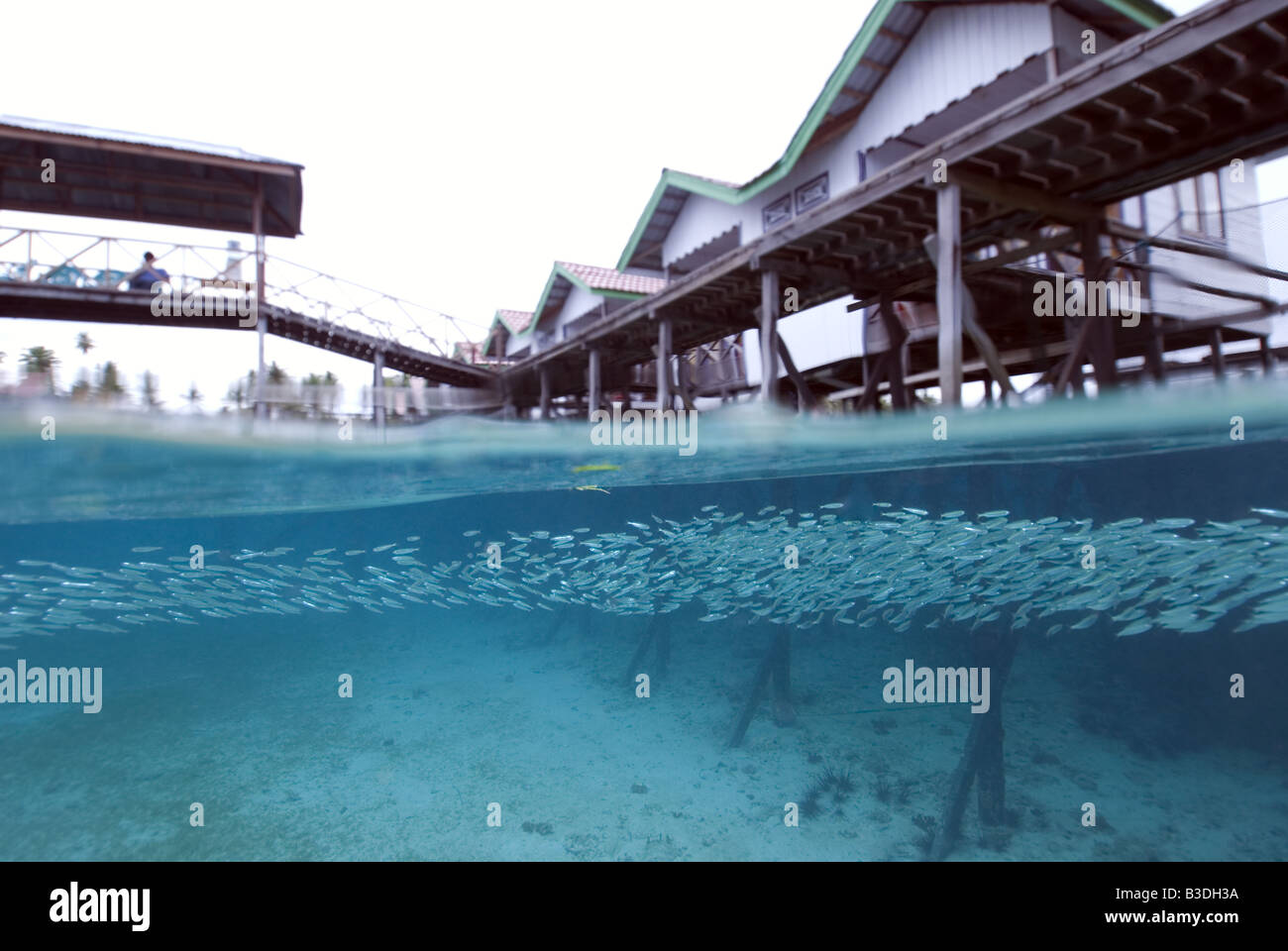 Fish swimming under the jetty under water and the rooms built on stilts