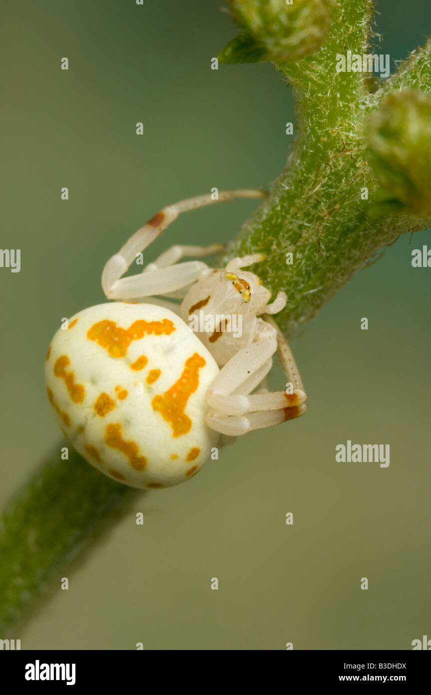 Australian crab flower spider Stock Photo - Alamy