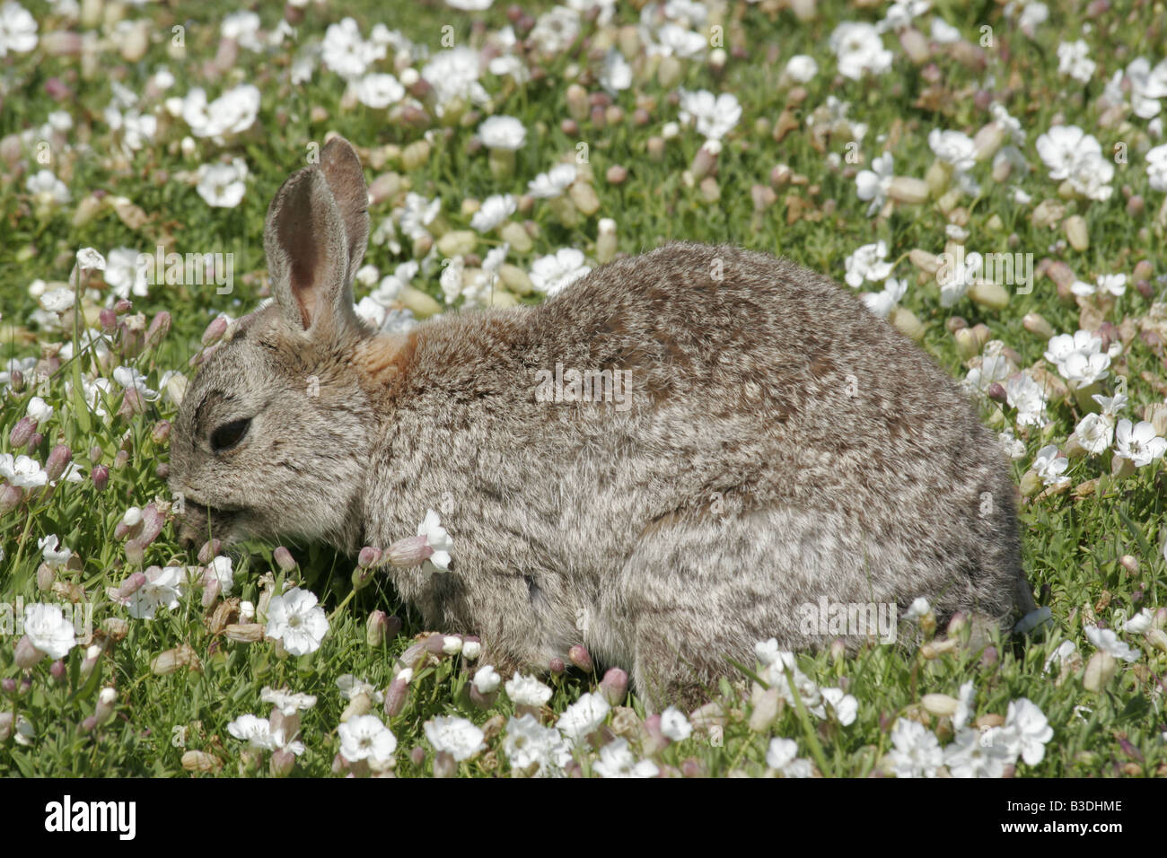 Cunniculus hi-res stock photography and images - Alamy