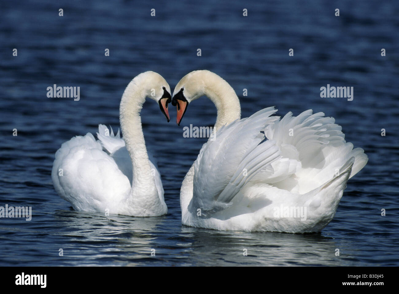 white mute swan Cygnus olor Hoeckerschwan pairship behavior Stock Photo ...