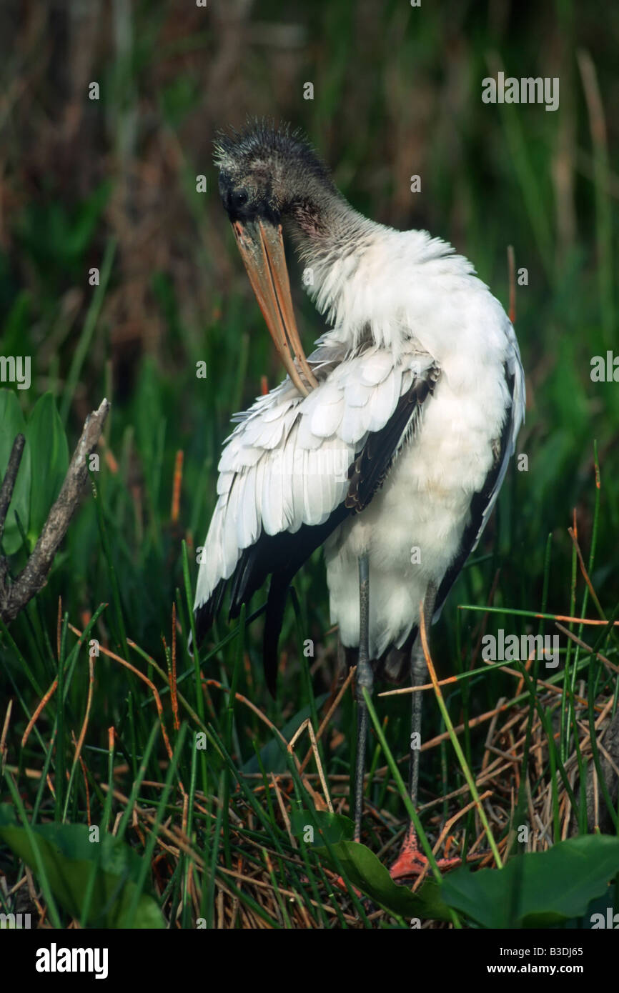Waldstorch Wood Stork Mycteria americana woodstork Everglades National Park Florida Stock Photo