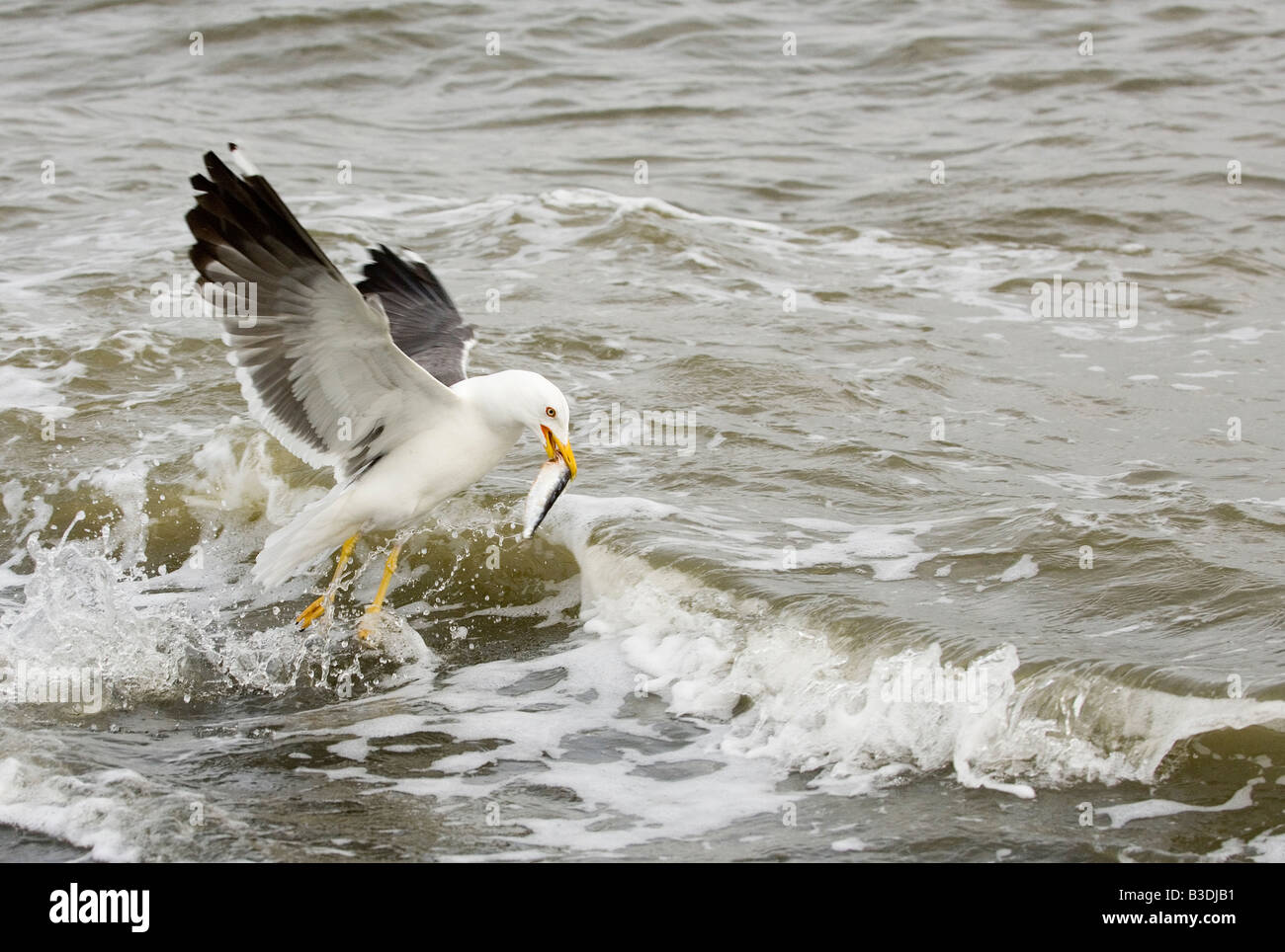 Heringsmoewe lesser black backed gull Larus fuscus Stock Photo
