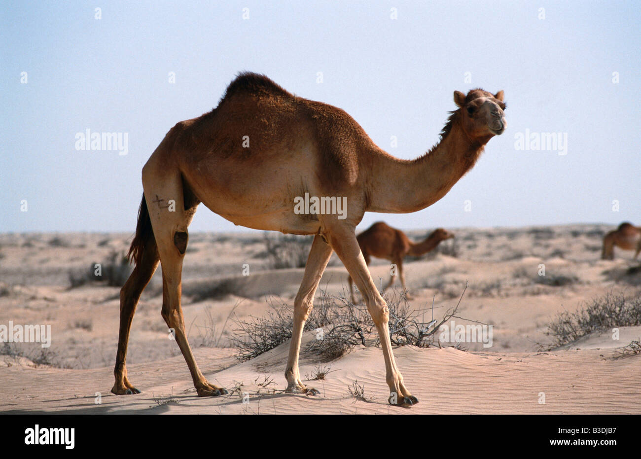 Kamele Karawane Kamel Wuestenschiff Camel Kamel camelus dromedarius Dromedar  einhoeckriges Kamel Arabian dromedary camel Stock Photo - Alamy