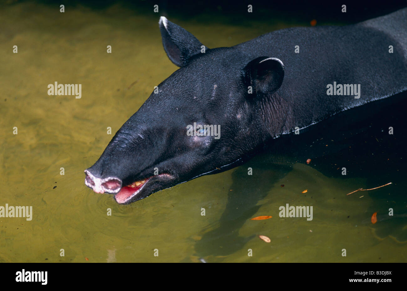 malayan tapir tapirus indicus schabrackentapir asiatischer tapir asian tapir Stock Photo