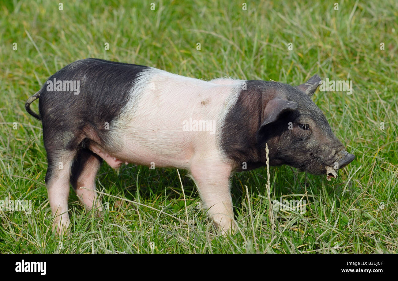 Schwaebisch Haellisches Landschwein Swabian Pig German Breed Stock Photo Alamy Schwaebisch Haellisches Landschwein Swabian Pig German Breed Stock Photo Alamy