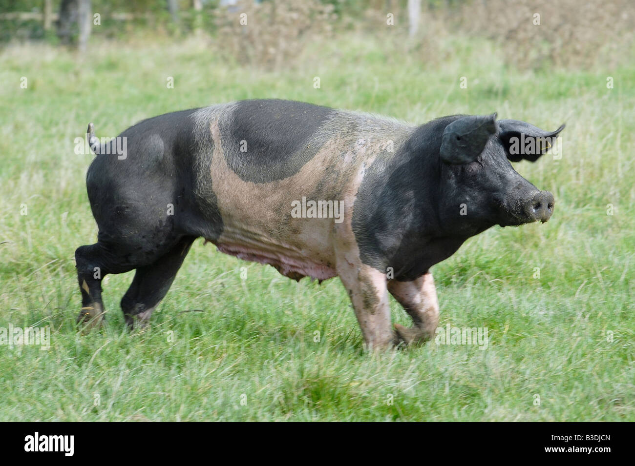 Schwaebisch Haellisches Landschwein Swabian Pig German Breed Stock Photo