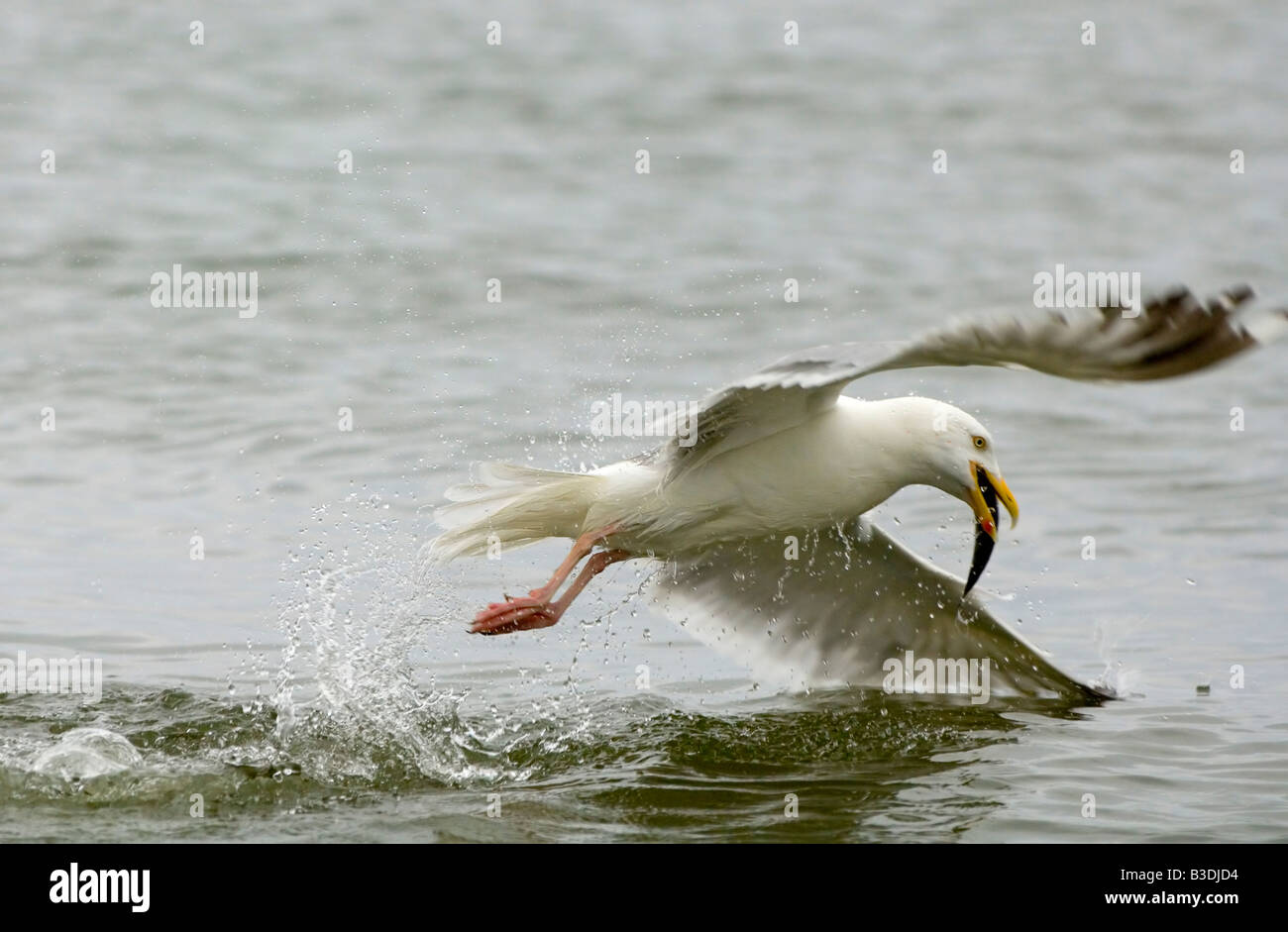 Silbermoewe Herring Gull Gulls Moewen Larus argentatus Stock Photo
