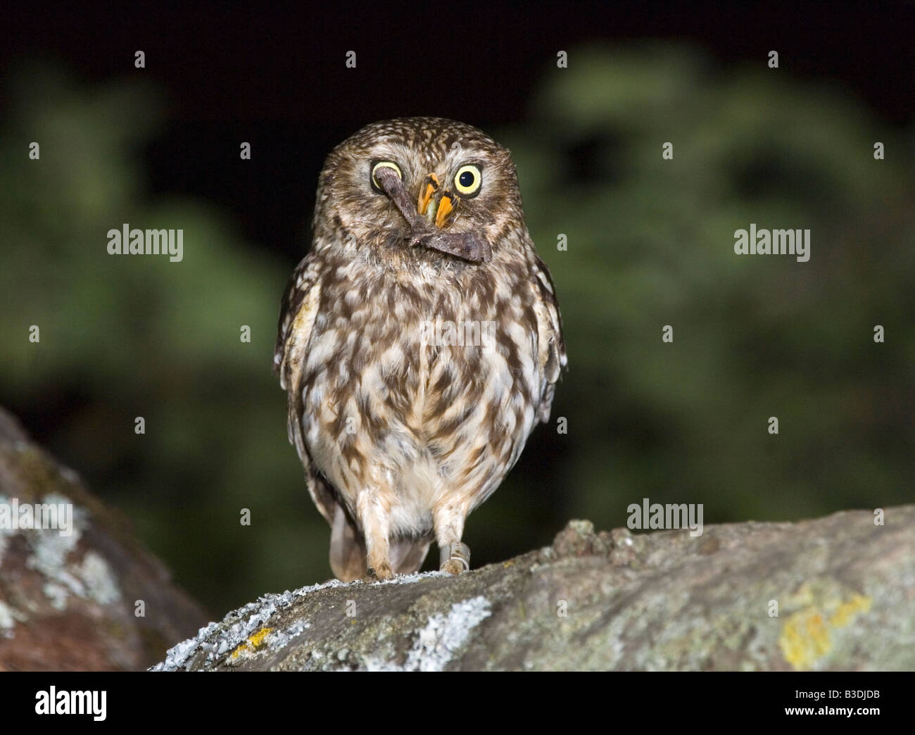 Little owl Steinkauz athene noctua germany Stock Photo