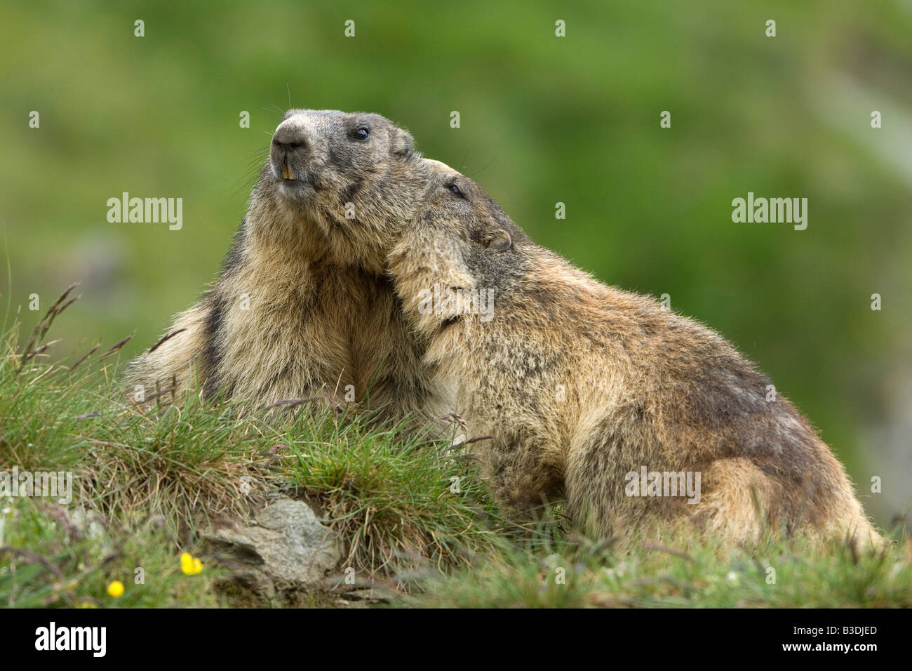 Murmeltiere Marmota in den Alpen Alpenmurmeltier Alpine Marmot Austria Stock Photo