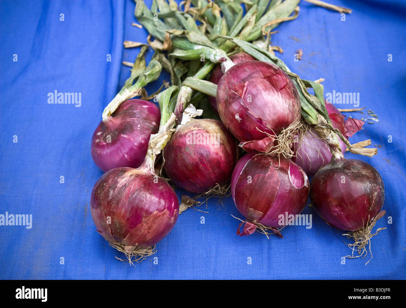 Red onion plants hi-res stock photography and images - Alamy