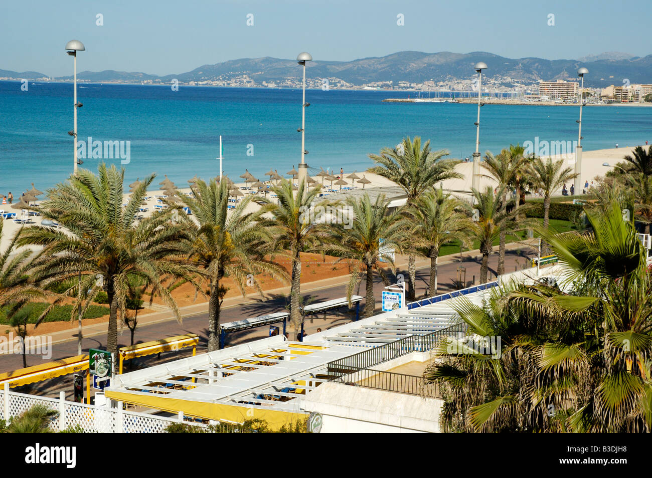 Palms At The Playa De Palma Mallorca Majorca Balearen Spanien
