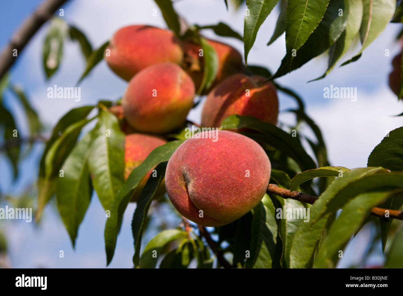 Nearly ripe Peaches growing on a tree on an old historic farm in Litchfield, Connecticut USA during late summer. Stock Photo