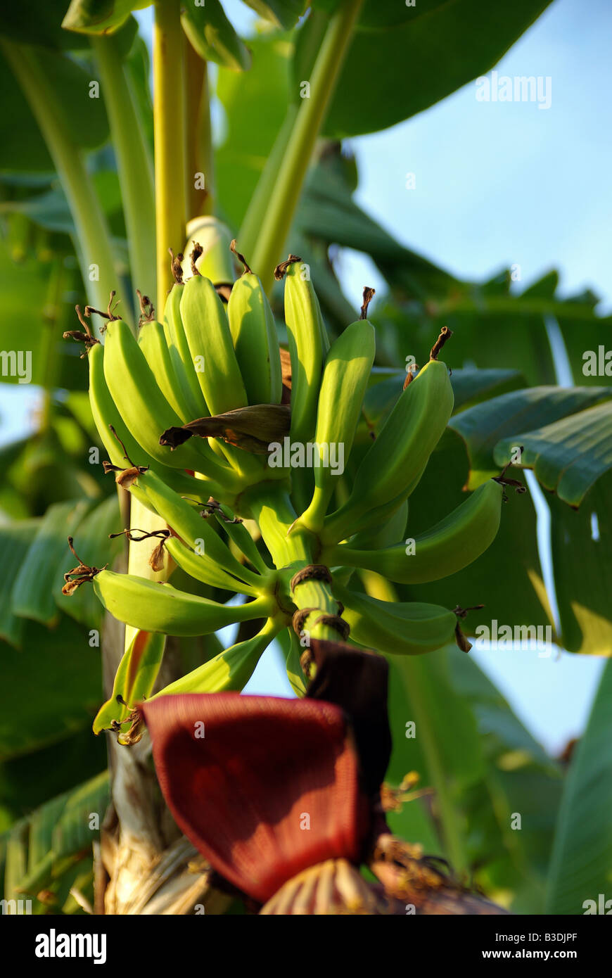Green bananas growing tree, banana palm ripening Stock Photo Alamy