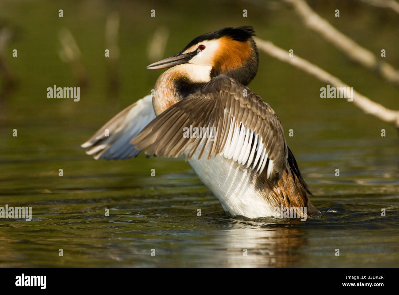 Haubentaucher Great Crested Grebe Podiceps cristatus Stock Photo