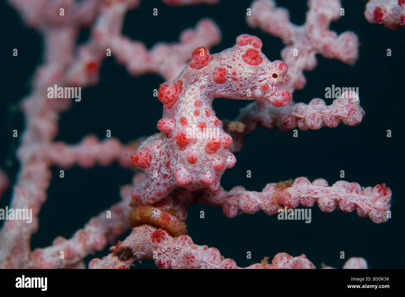 Pygmy Seahorse Hippocampus bargibanti photographed in Lembeh Straits Indonesia Stock Photo