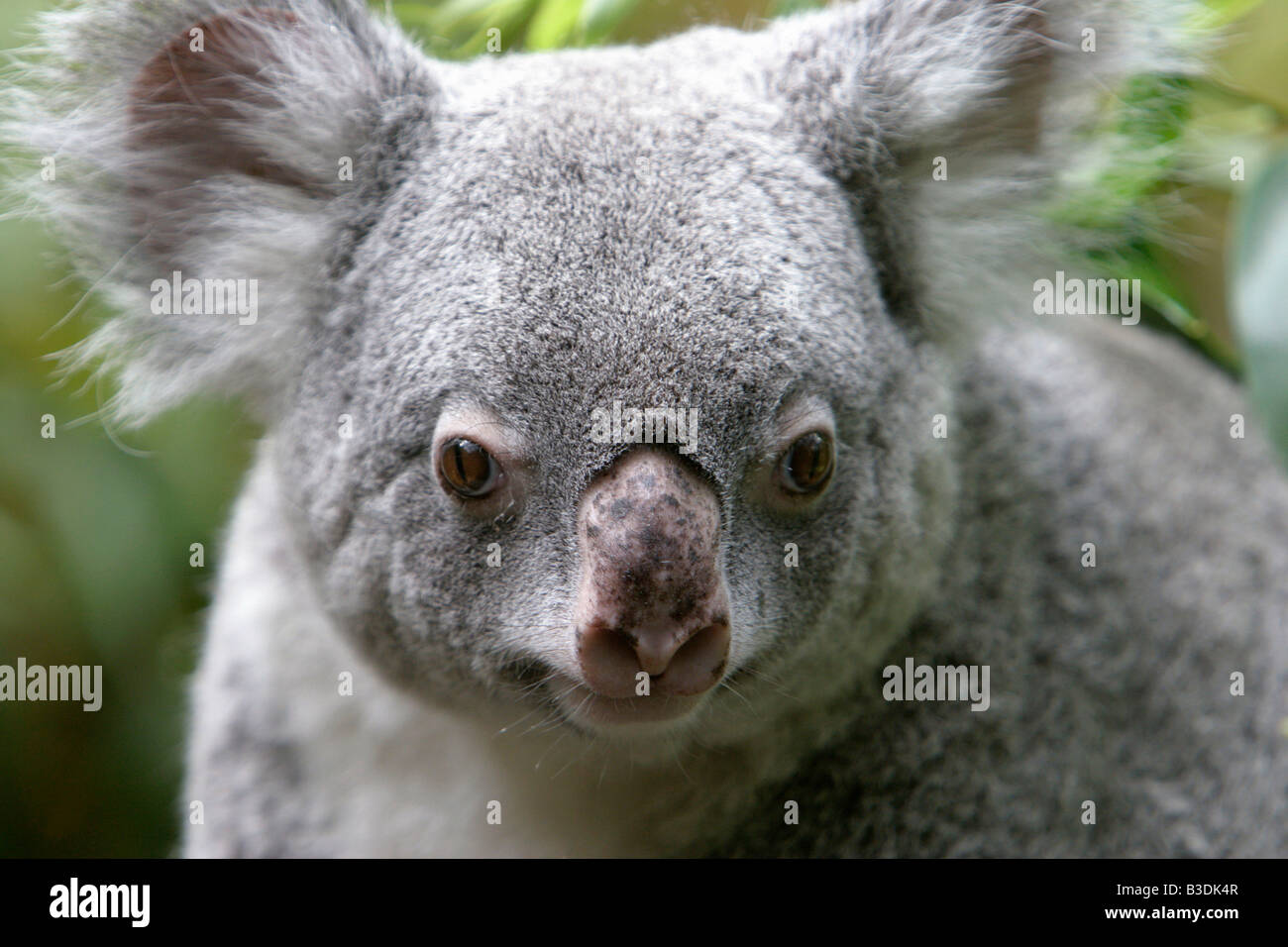 Koala cendre hi-res stock photography and images - Alamy