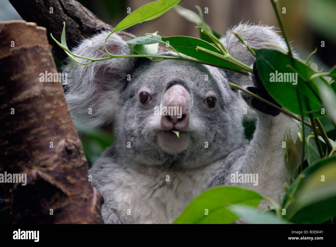 Koala bear Aschgrauer Beutelbaer Phascolarctos Cinereus Australien Stock Photo