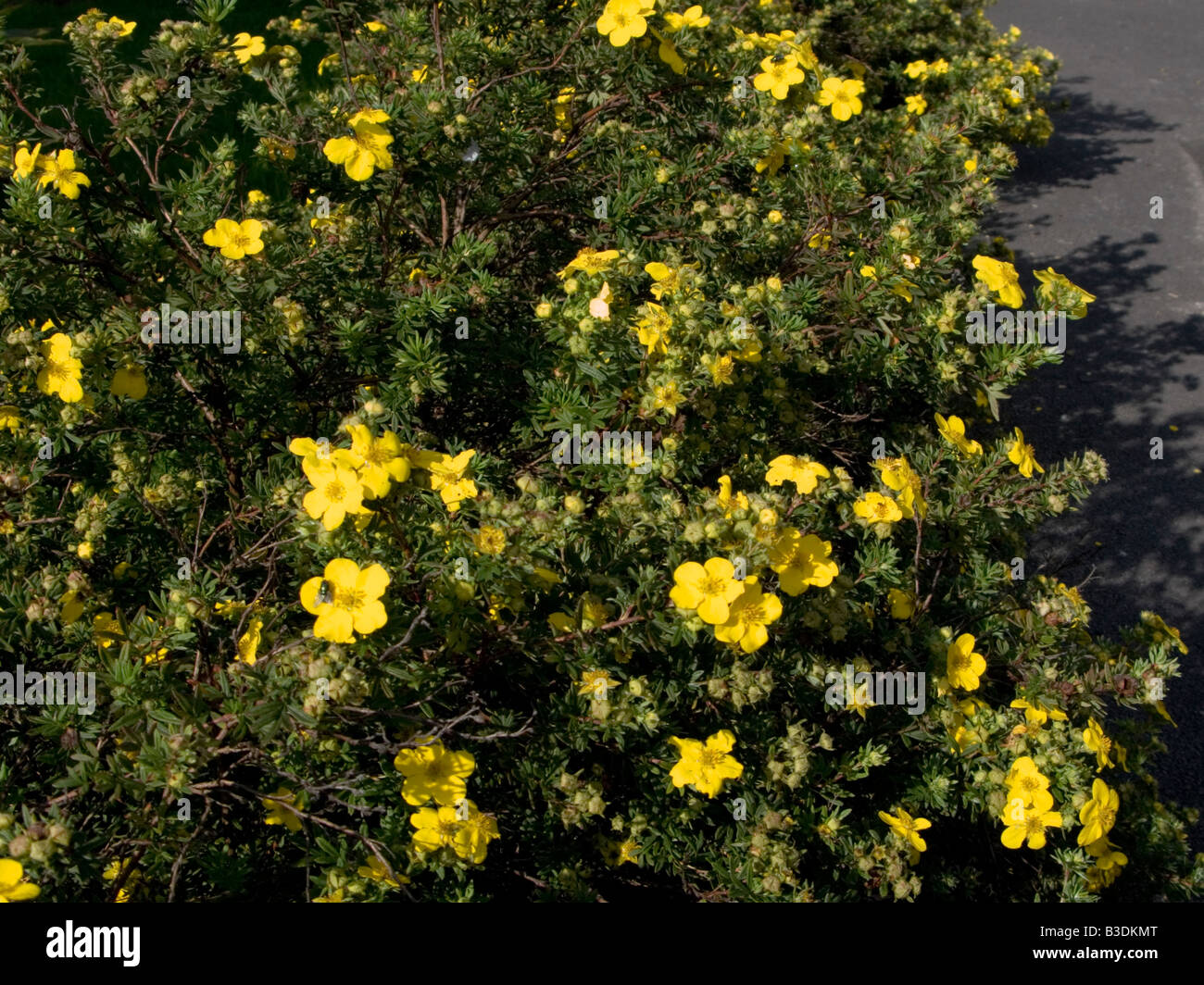 Yellow Potentilla Fruticosa bushes in an English Garden Stock Photo