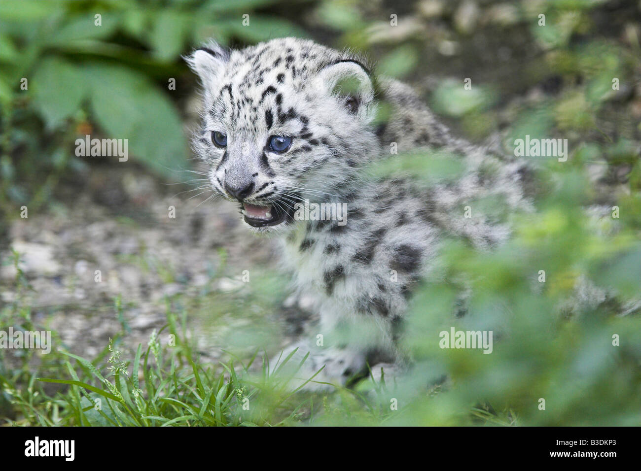 Schneeleopard Uncia uncia Snow Leopard one month old cub Stock Photo