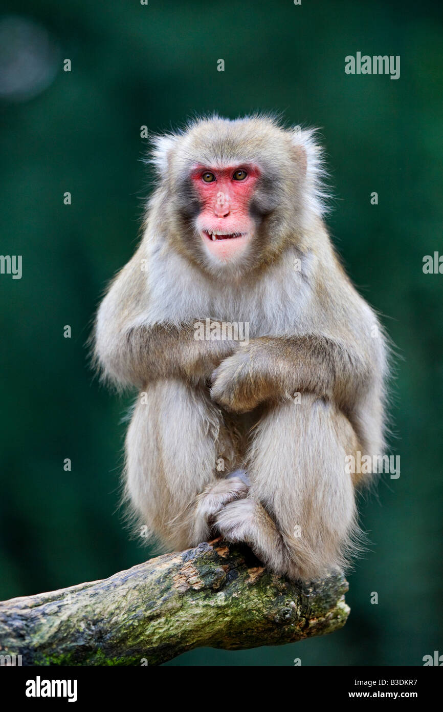 Japanese macaque Japanmakak Macaca fuscata Schneeaffe snow monkey Stock Photo