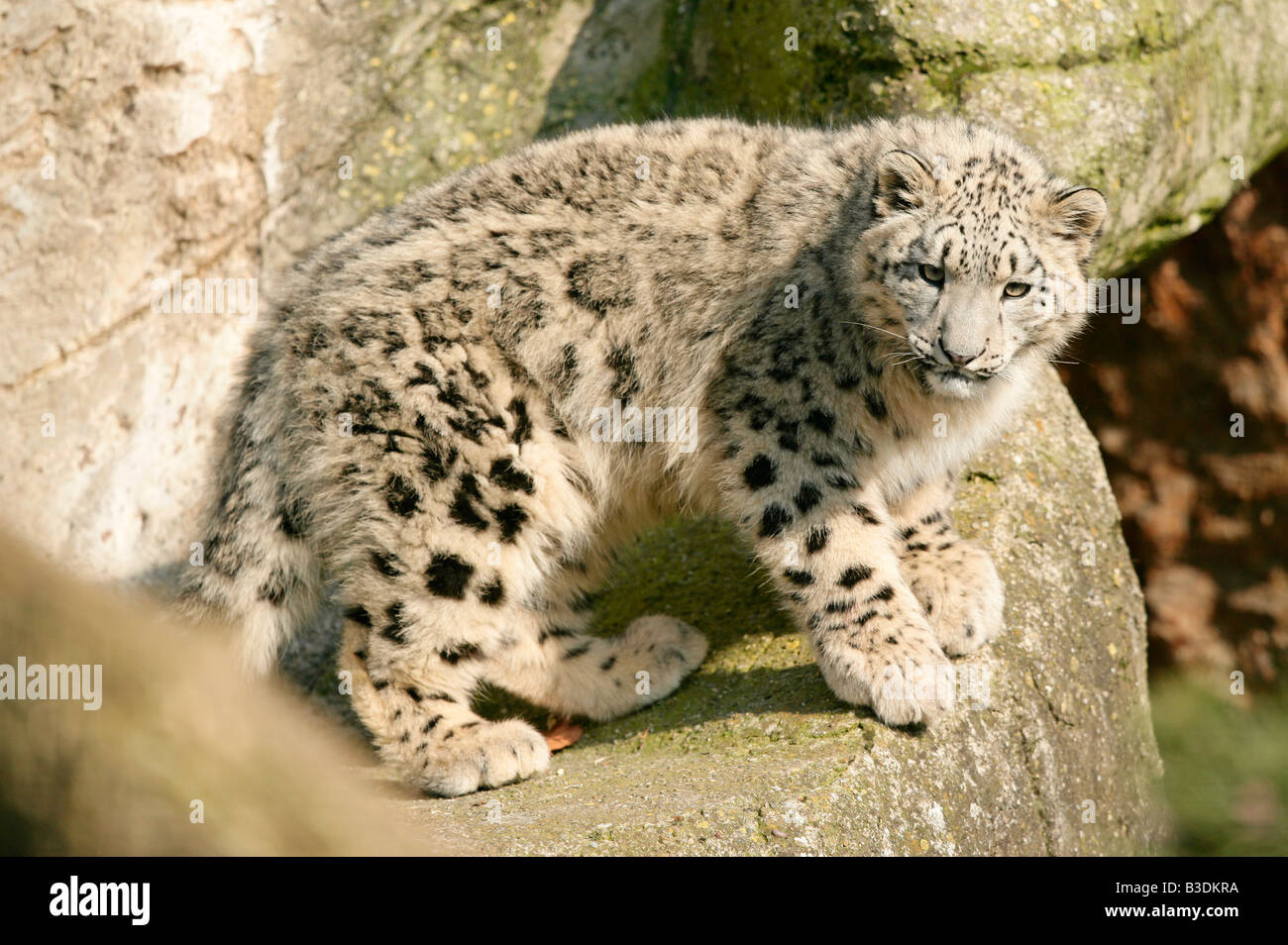 Schneeleopard Irbis Unica unica Panthera unica Snow Leopard Stock Photo