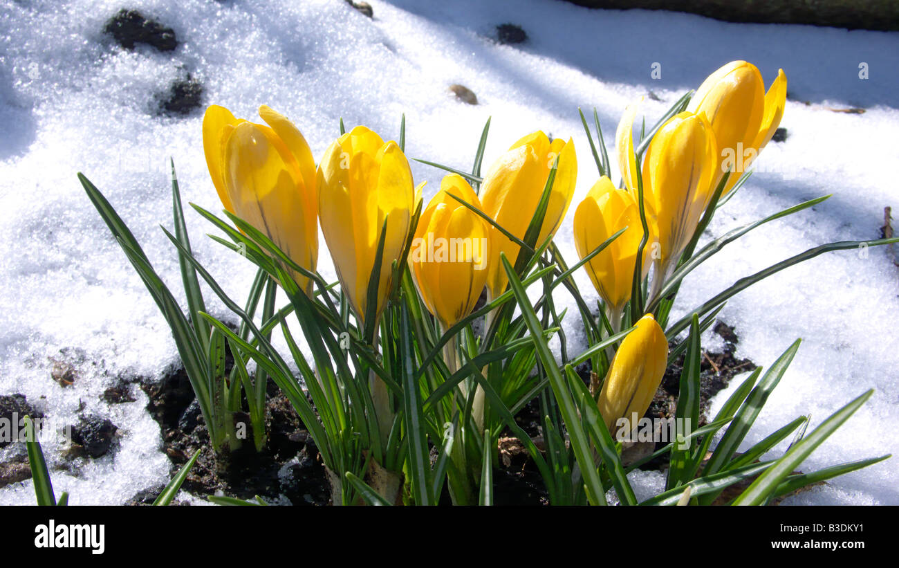 nature, plants, springtime, blooming crocuses in the snow, Yellow Crosus, Crocus aureus Stock Photo