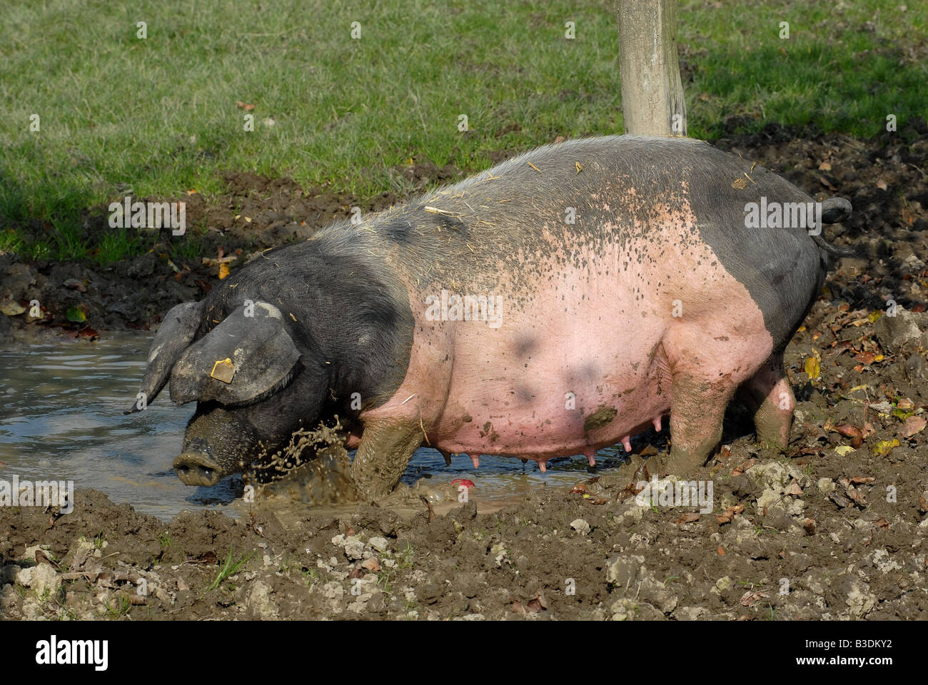 Schwaebisch Haellisches Landschwein Swabian Pig German Breed Stock Photo