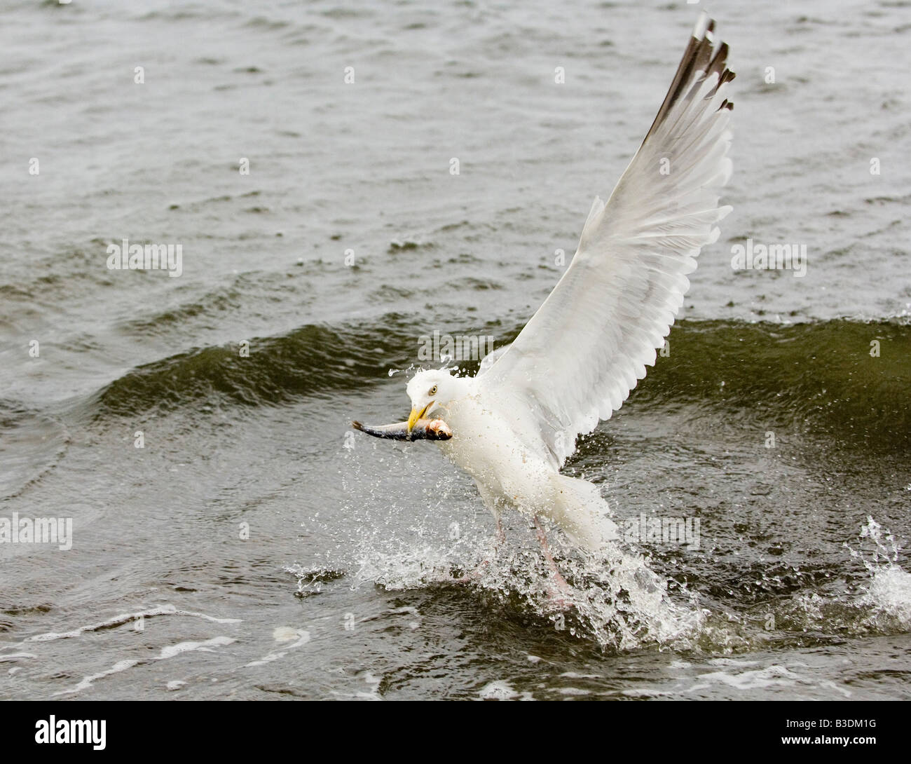 Silbermoewe Herring Gull Gulls Larus argentatus Stock Photo