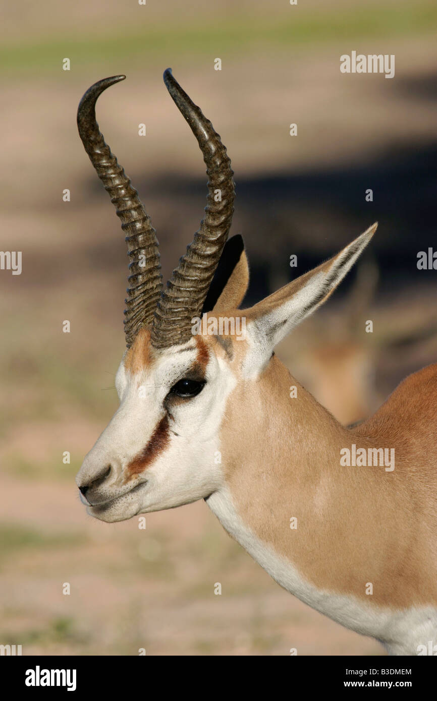 springbok South Africa Stock Photo - Alamy