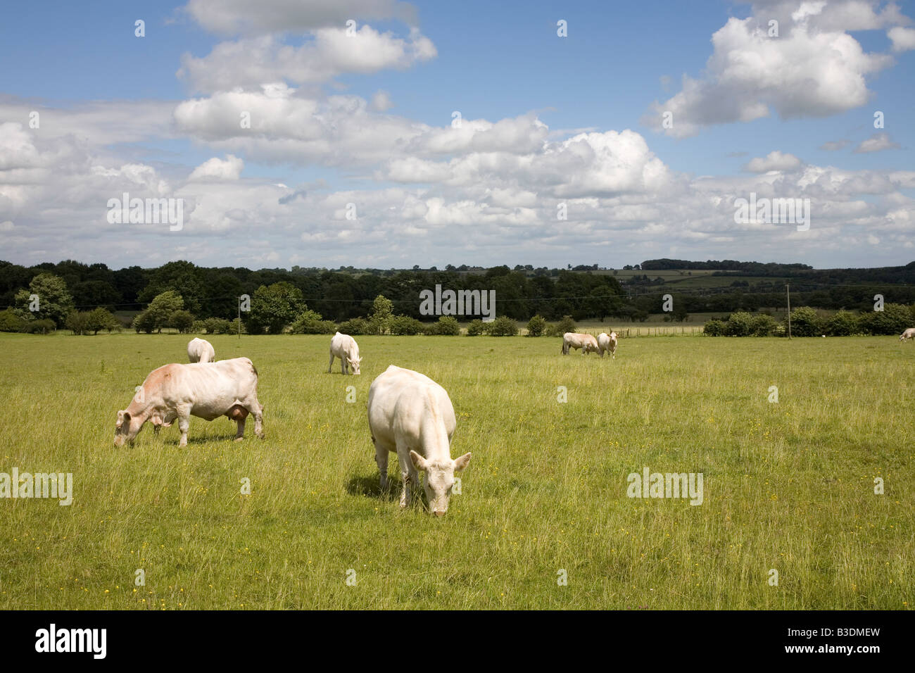 White cows in field yorkshire hi-res stock photography and images - Alamy