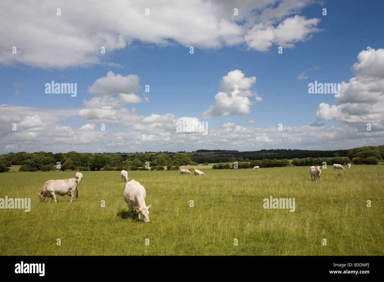 White cows in field yorkshire hi-res stock photography and images - Alamy