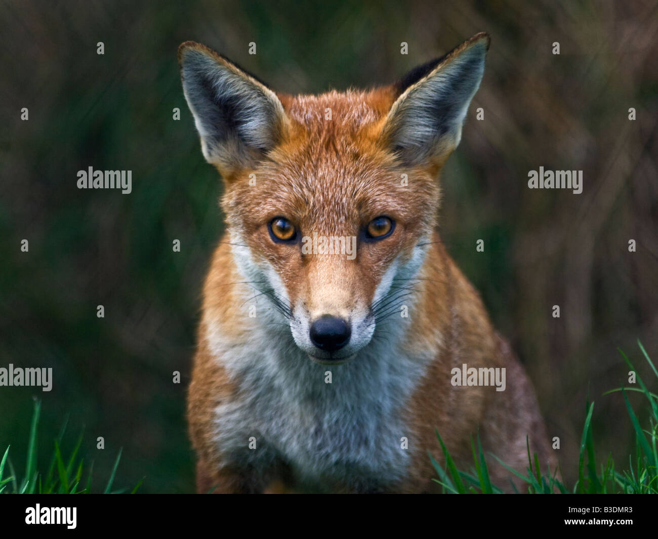 European Red Fox (Vulpes Vulpes) portrait, UK Stock Photo