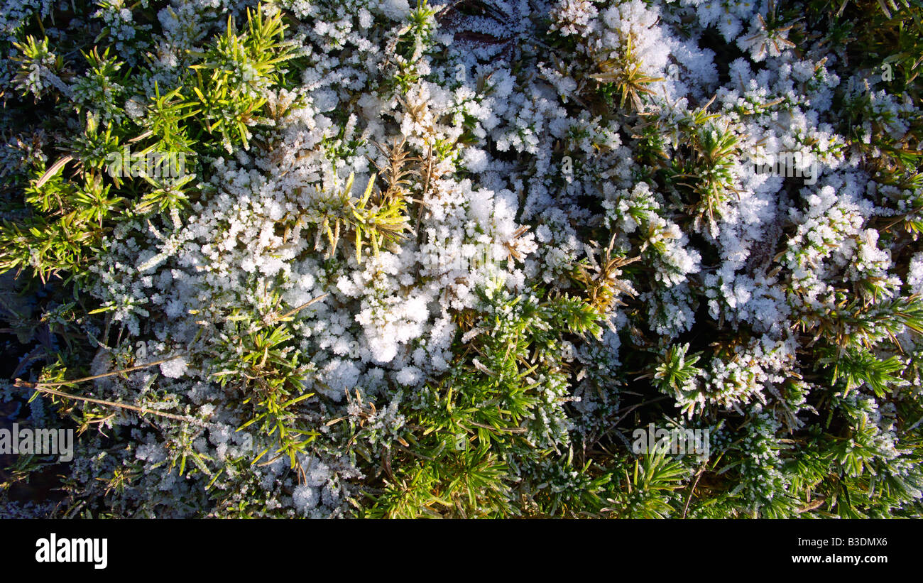 Winter, Kaelte, Pflanzen bedeckt mit Rauhreif Stock Photo