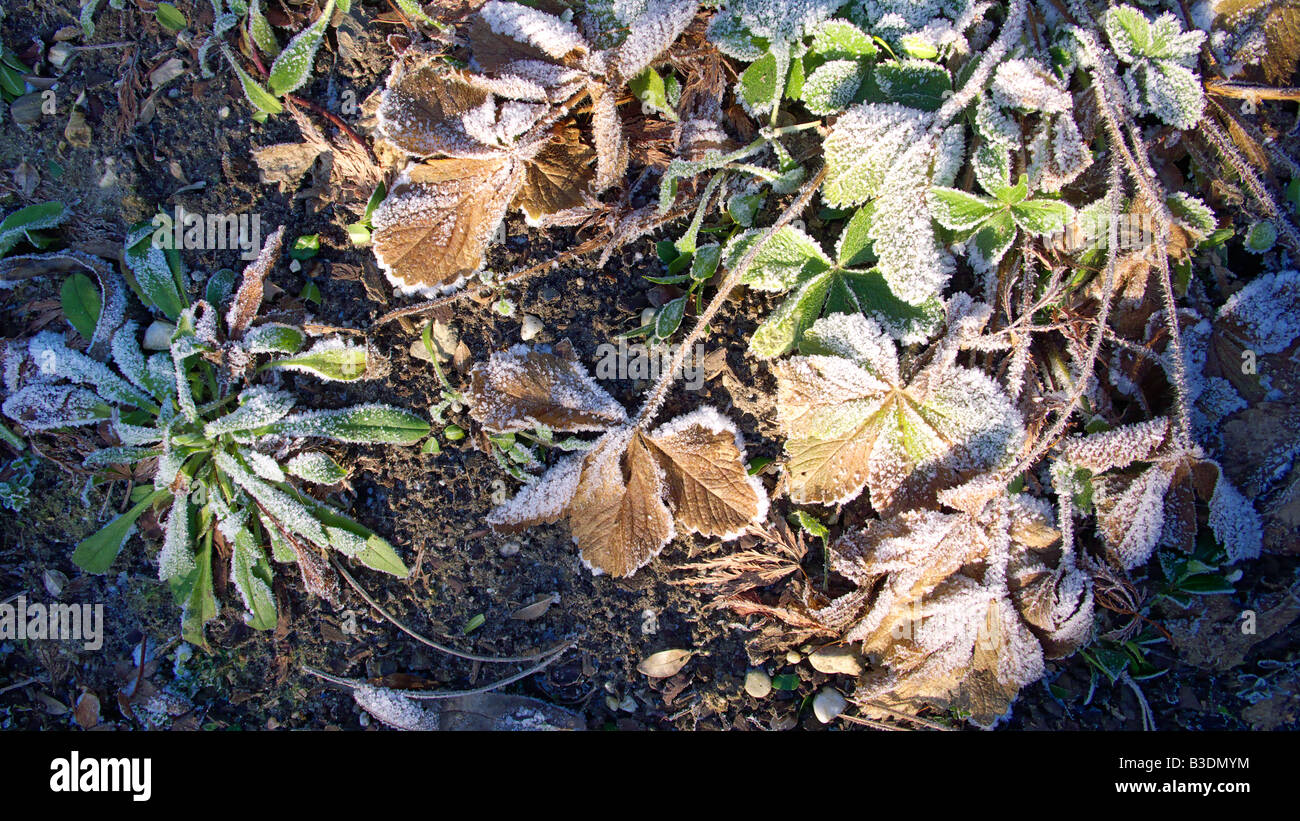 Winter, Kaelte, Pflanzen und Blaetter bedeckt mit Rauhreif Stock Photo