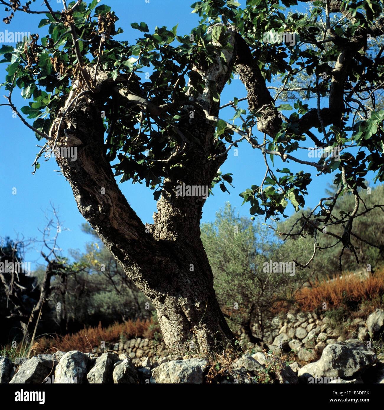 Knorriger olivenbaum hi-res stock photography and images - Alamy