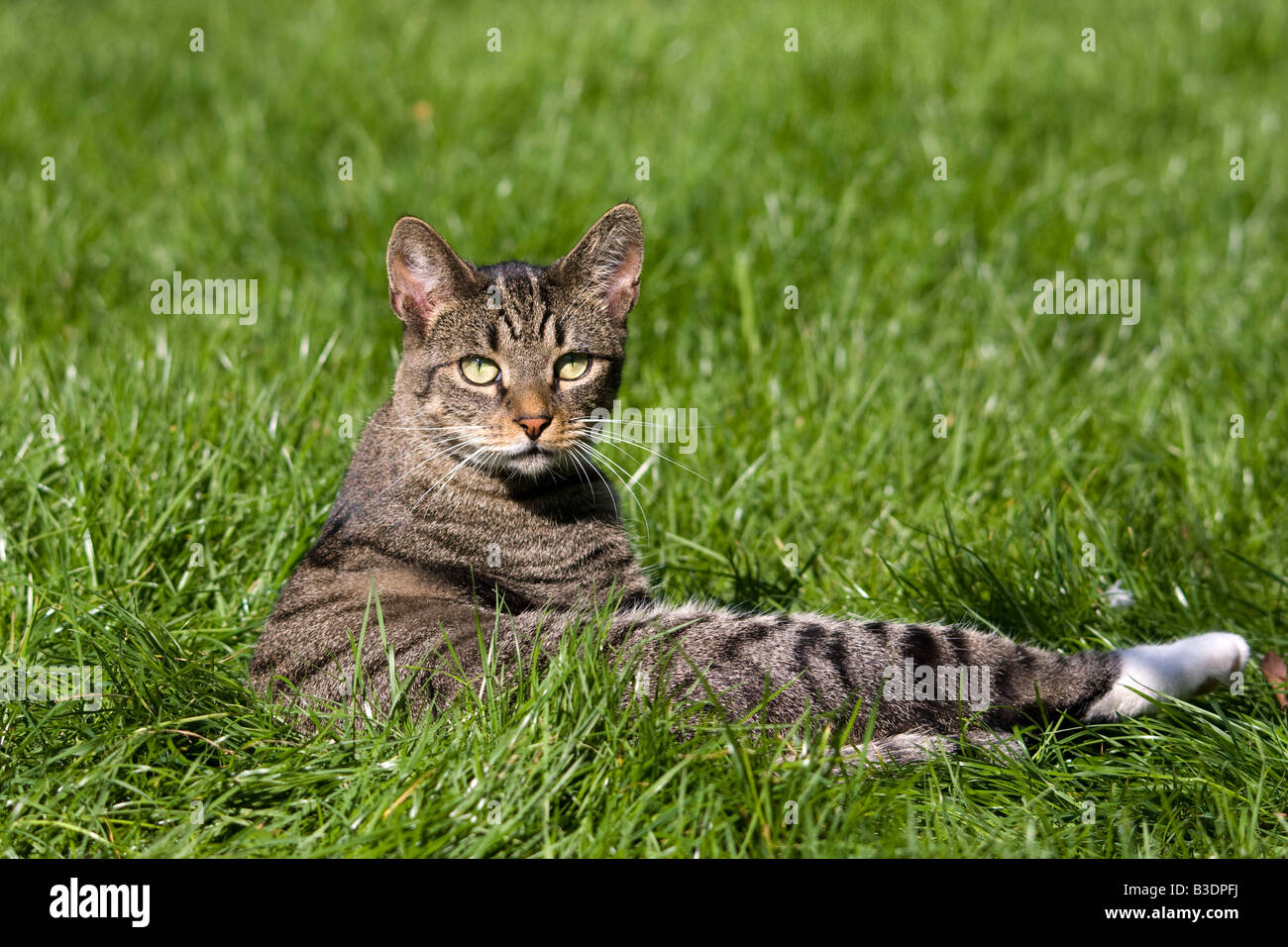 tabby house cat