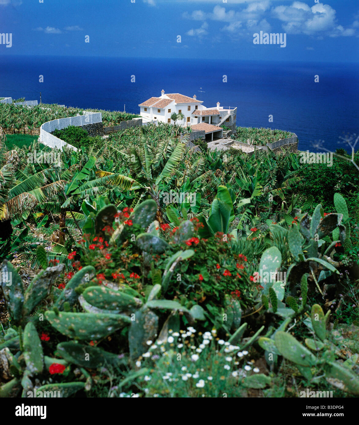 Bananenplantage,Kakteen,weisses Haus am Meer, Sauzal, Teneriffa, Kanarische Inseln Stock Photo