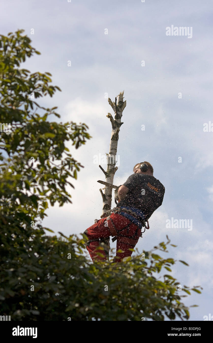 A man with a chainsaw in a birch tree cutting down the tree August 2008 ...