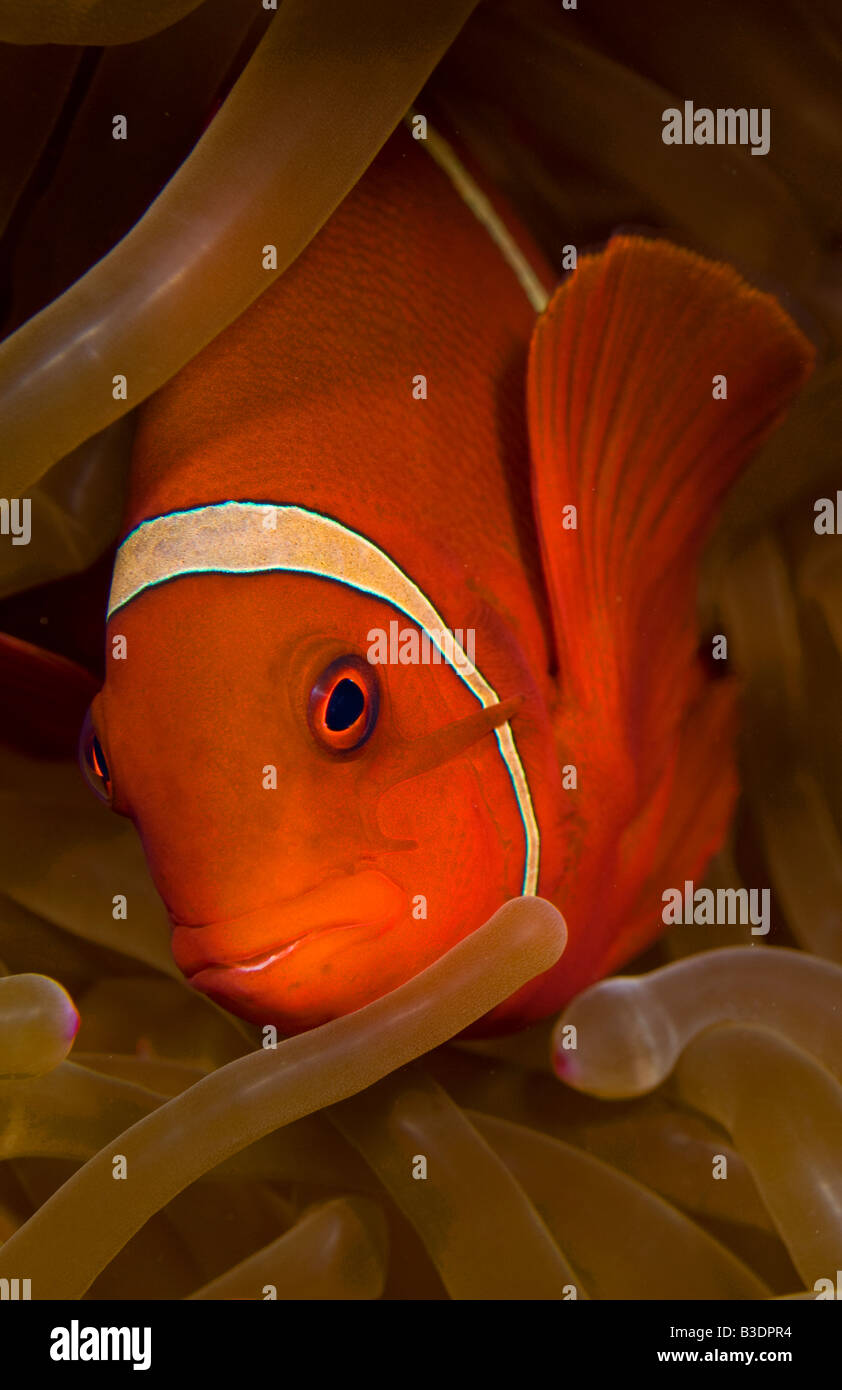 Spinycheek Anemonefish Premnas biaculeatus in a sea anemone in Komodo Island Indonesia Stock Photo