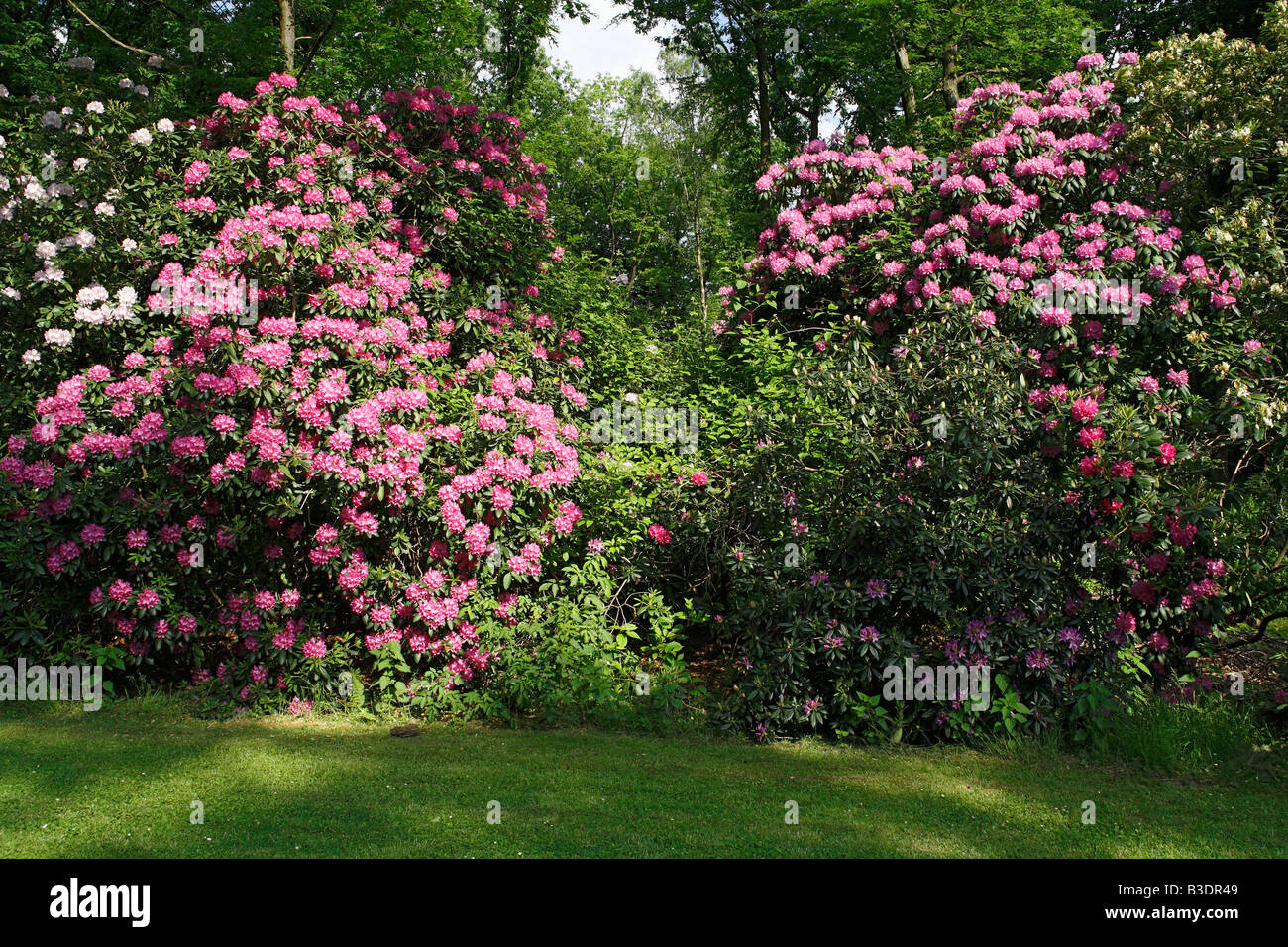 Parkanlage, Bluehende Rhododendronstraeucher Stock Photo